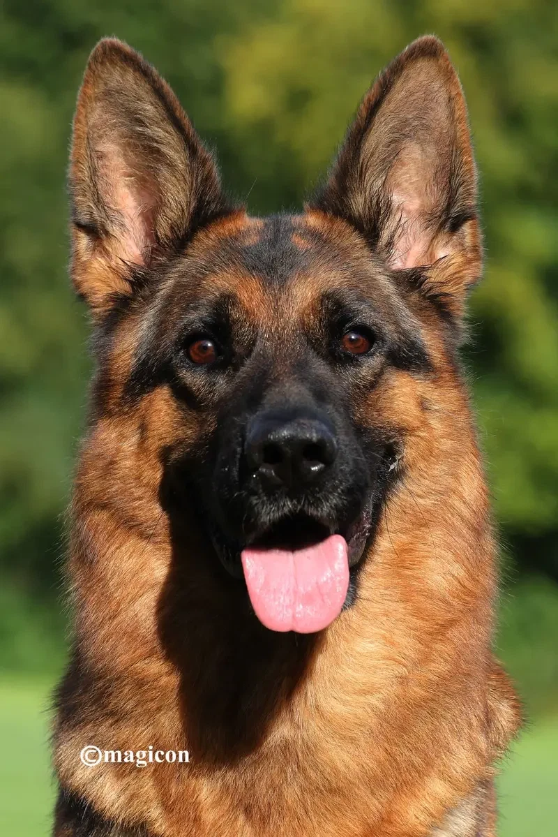 Schäferhunde vom Augrund main gallery image