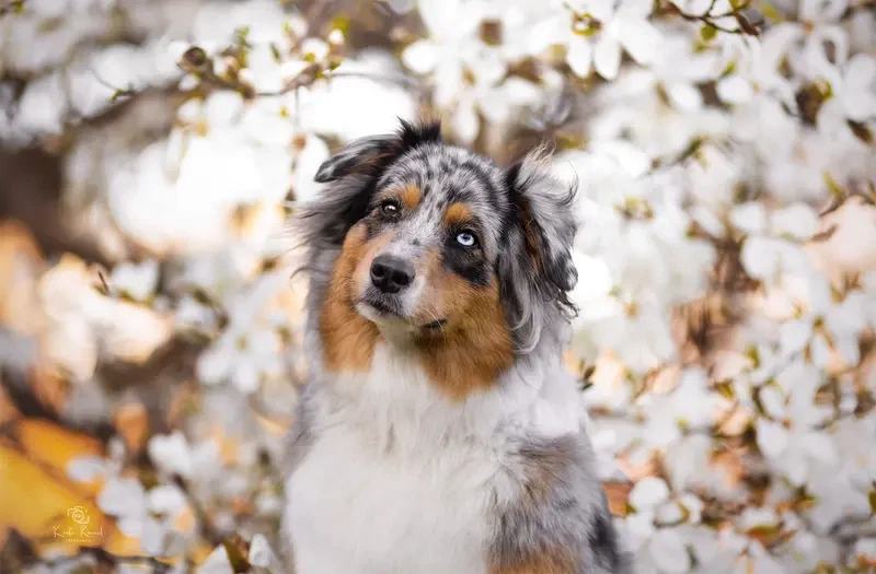 Australian-Shepherds-von Kleintischardt main gallery image