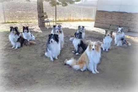 Highland‘s Australian Shepherds  main gallery image
