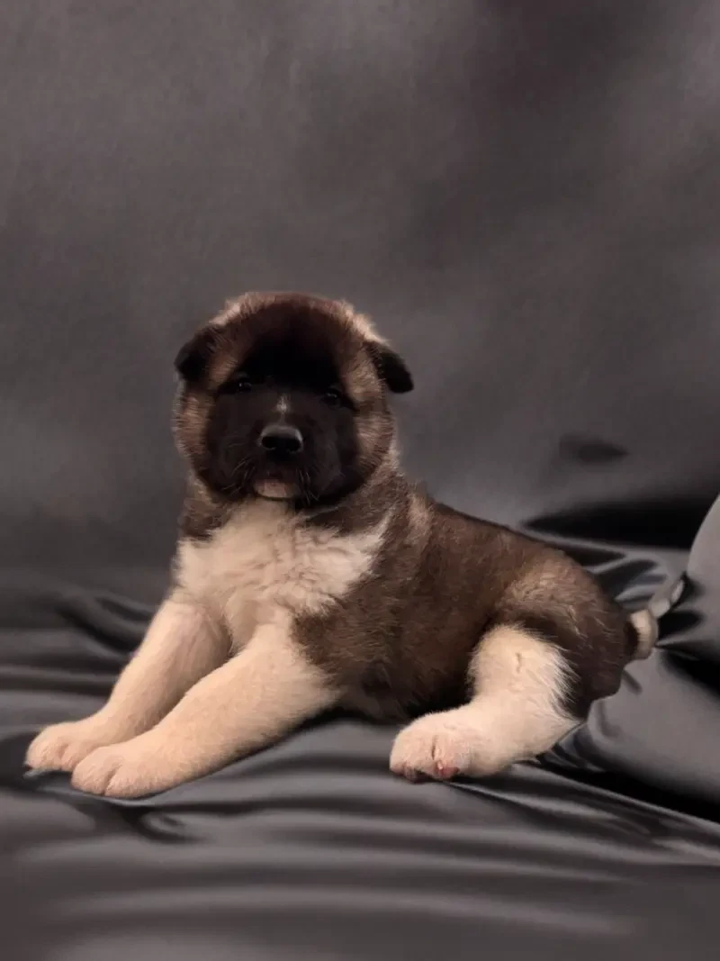 Arkani main gallery image