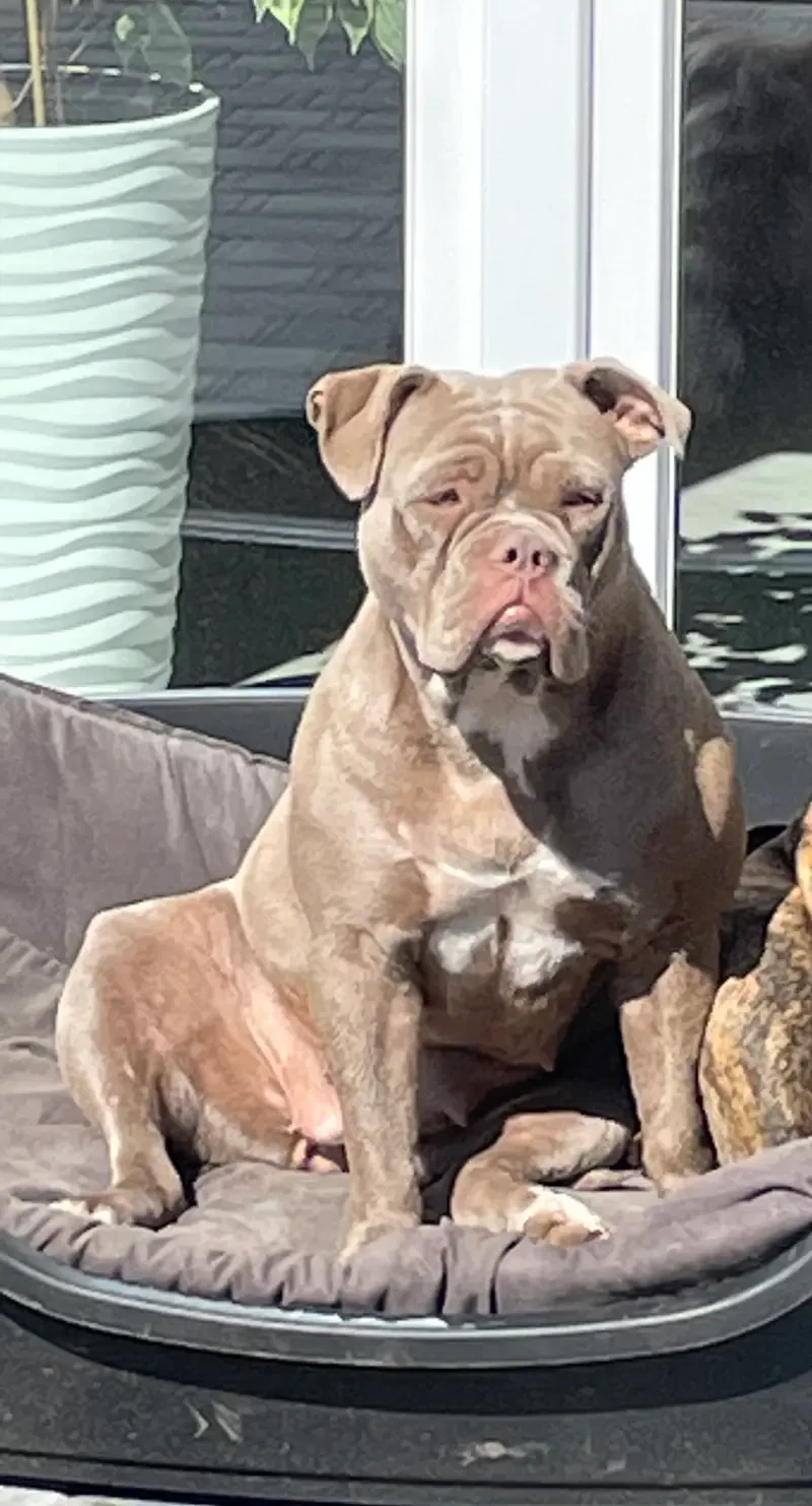 Big Boss Bulldog  main gallery image