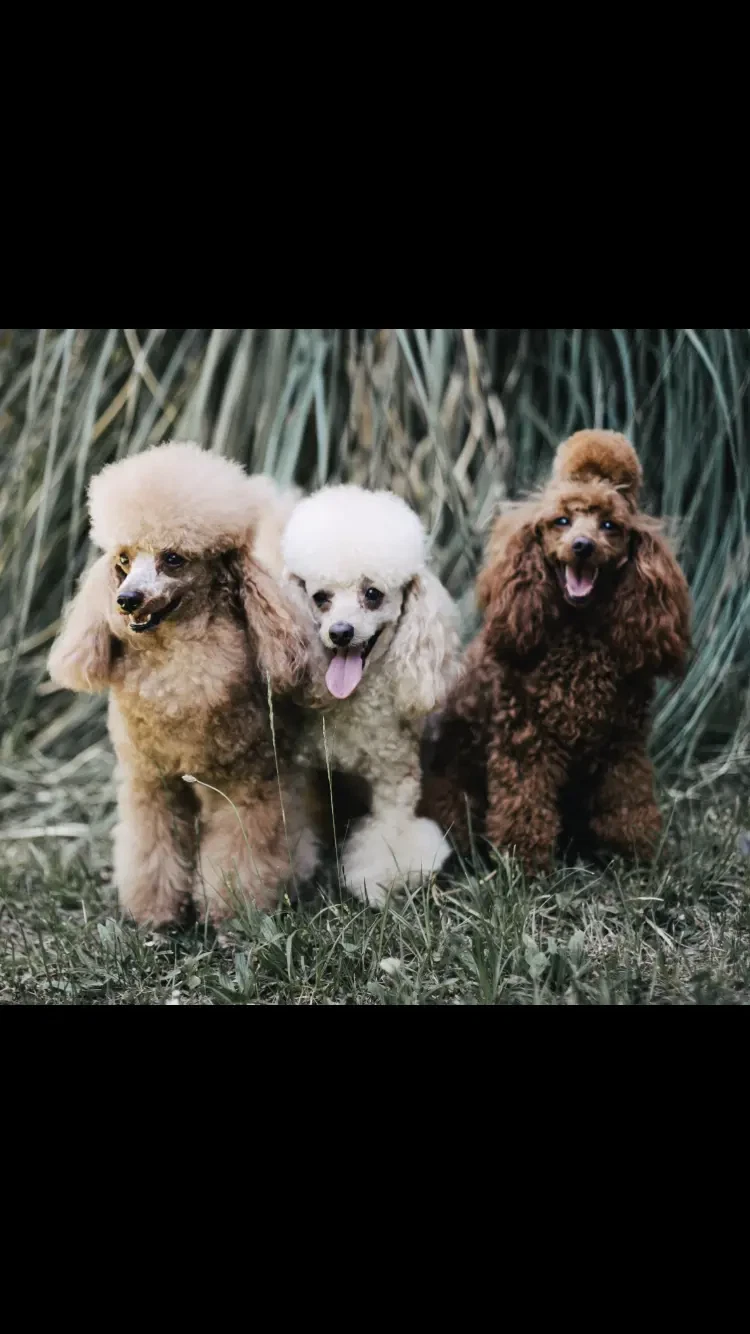 Nucleus Line Poodle main gallery image