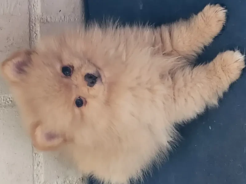 Pomeranian von Dolce Picollini main gallery image