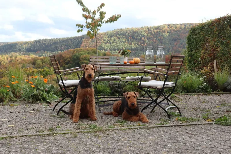 Airedales vom Castell Thorun main gallery image