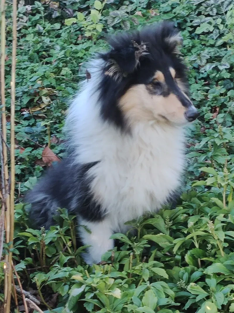 Collies of Yellow River main gallery image