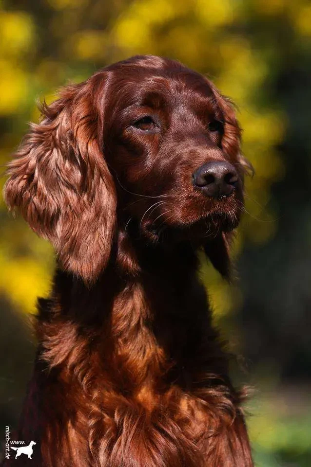 Irish red Setter "fighting irish´s" main gallery image