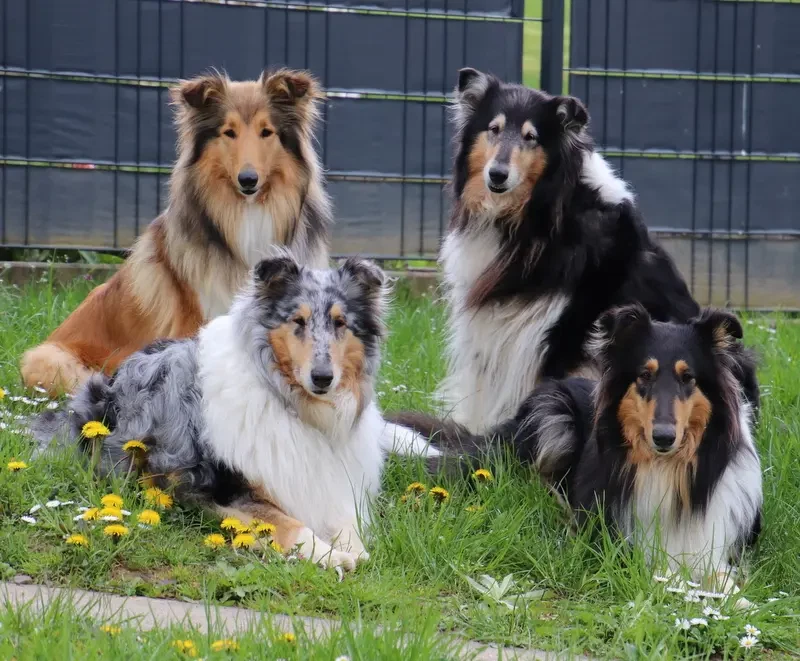 Collies from Jenna's World main gallery image