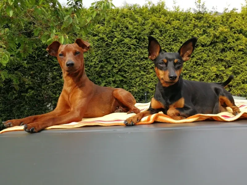 Zwergpinscher vom Zwergbach main gallery image