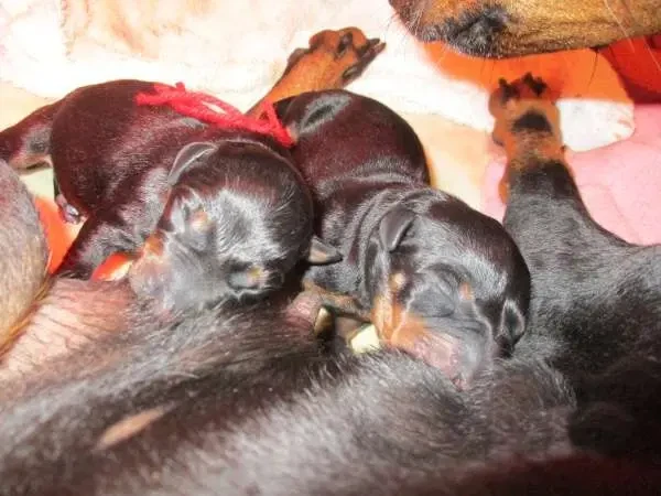 Manchester Terrier "vom Trajan" main gallery image