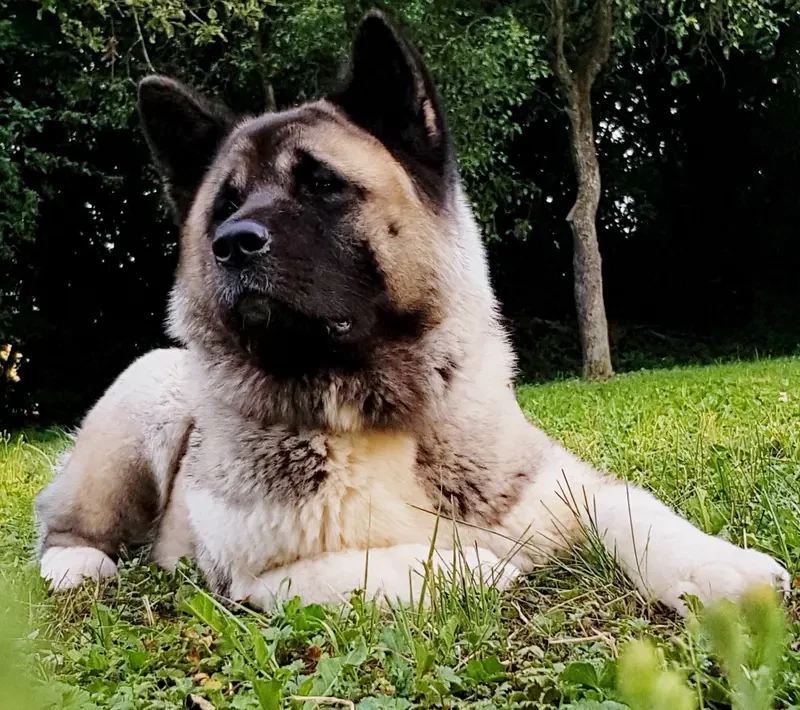 Akina Aiko Shelduch Akita River  main gallery image