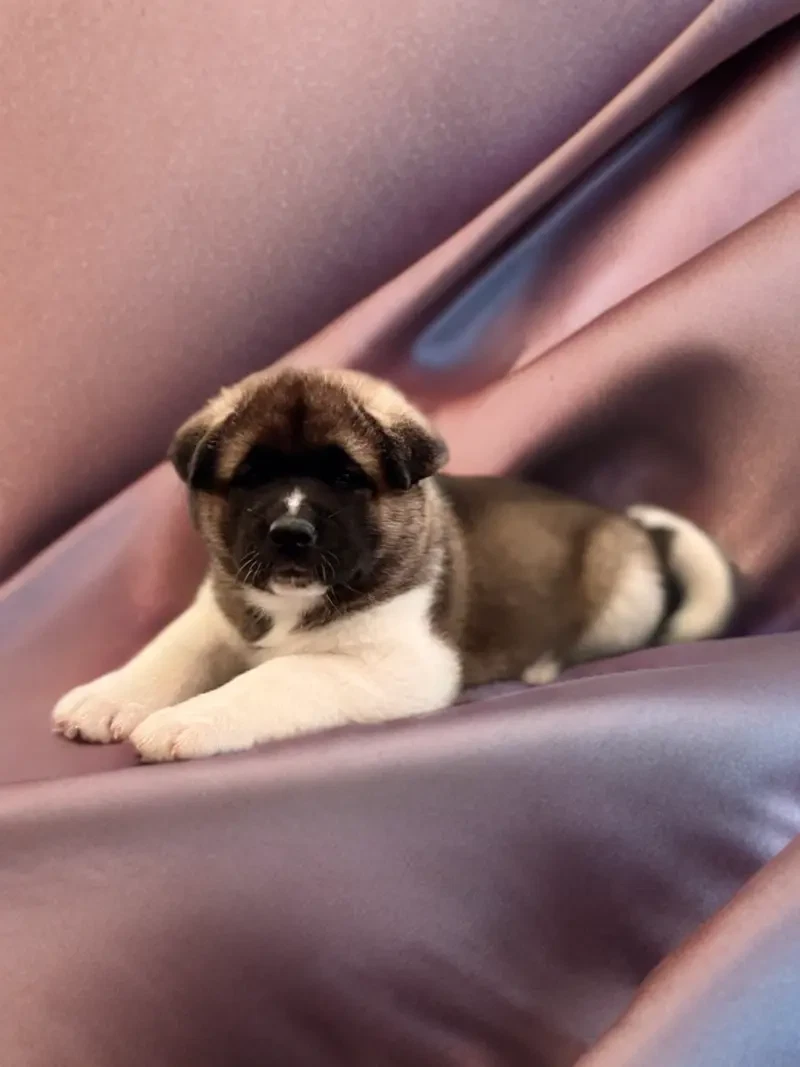 Aura main gallery image