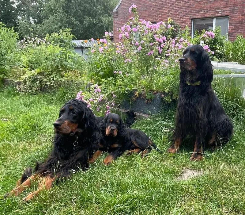 Gordon Setter vom Rosenhof main gallery image