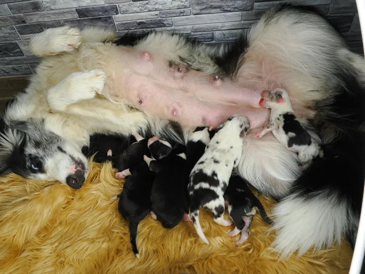 Australian Shepherd vs Border Collie: Hvilken hund passer dig?