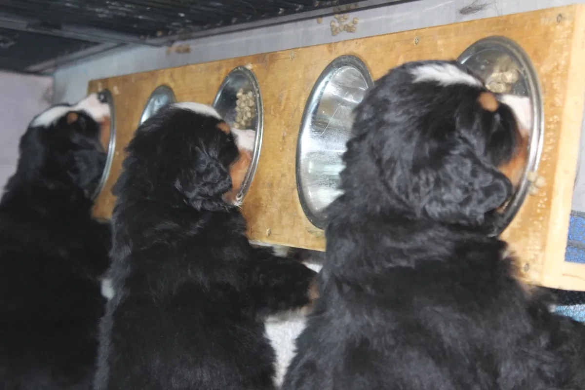 Bernese Mountain Dog Training: Tips for Beginners & Pros