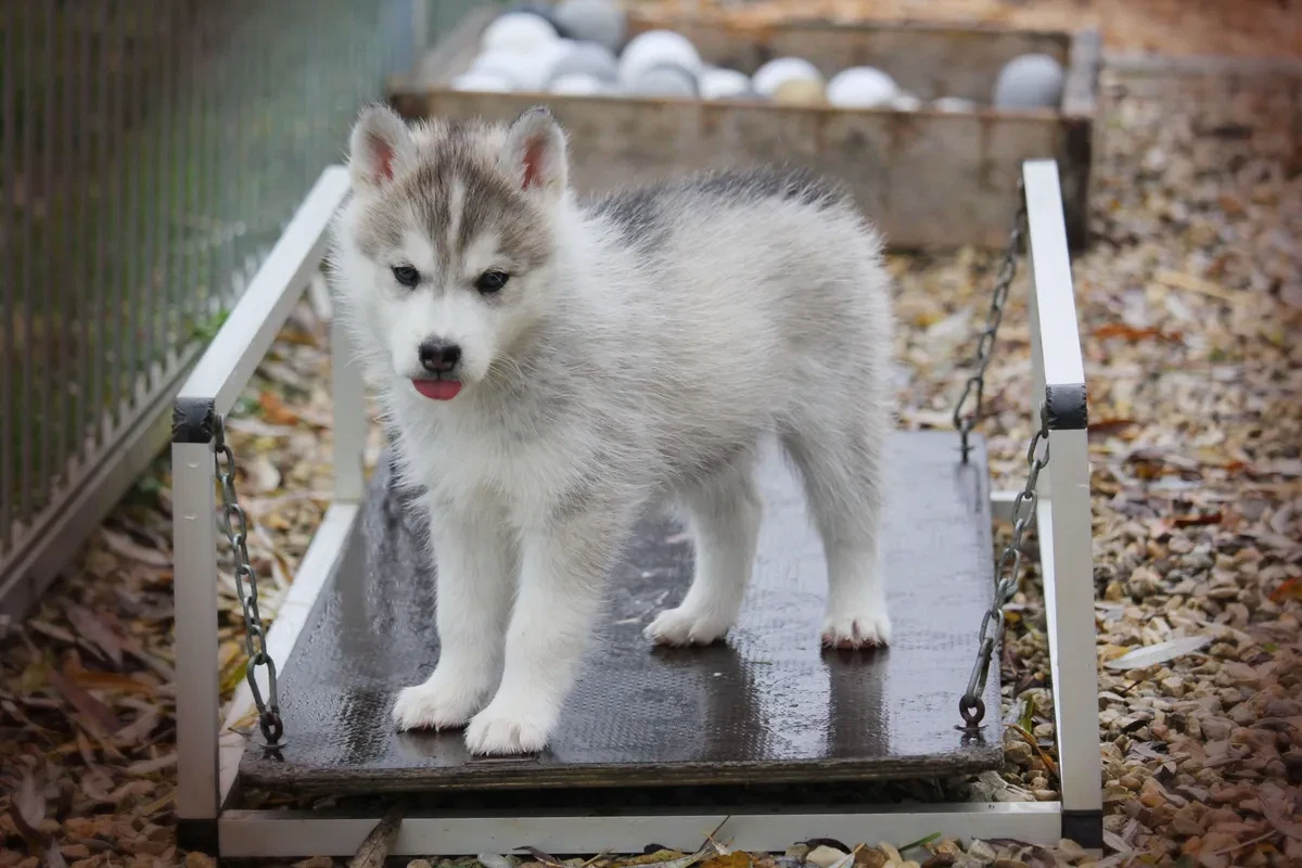 Siberian Husky vs Samojede: Hvilken hund passer til dig?