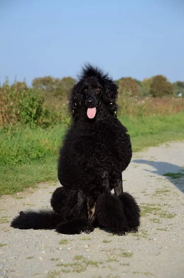 Pudel vs. Goldendoodle: Hvilken hund passer bedst til dig?