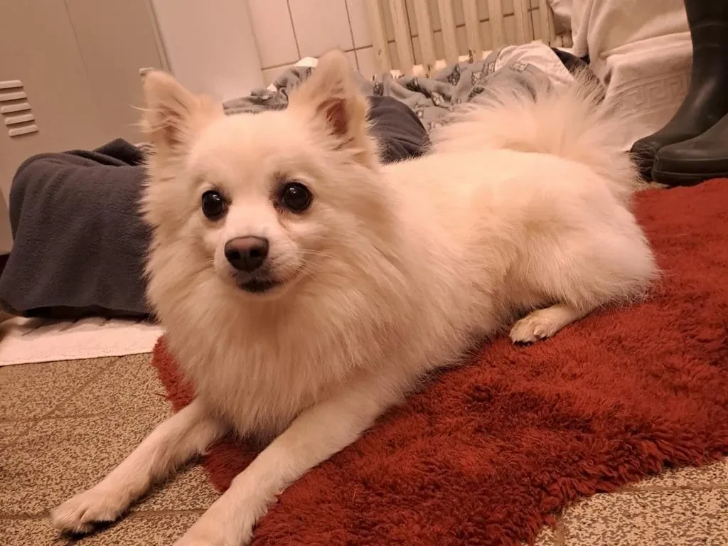 Pomeranian vs. Chihuahua: Hvilken hund passer til dig?
