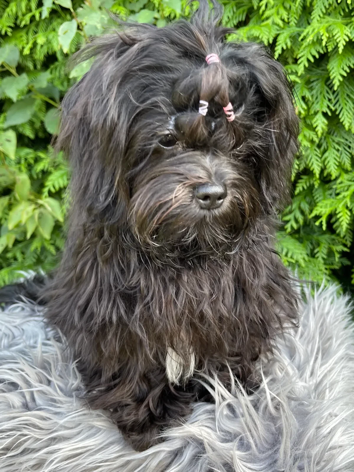 Maltipoo vs Cockapoo: Hvilken hund passer bedst til dig?