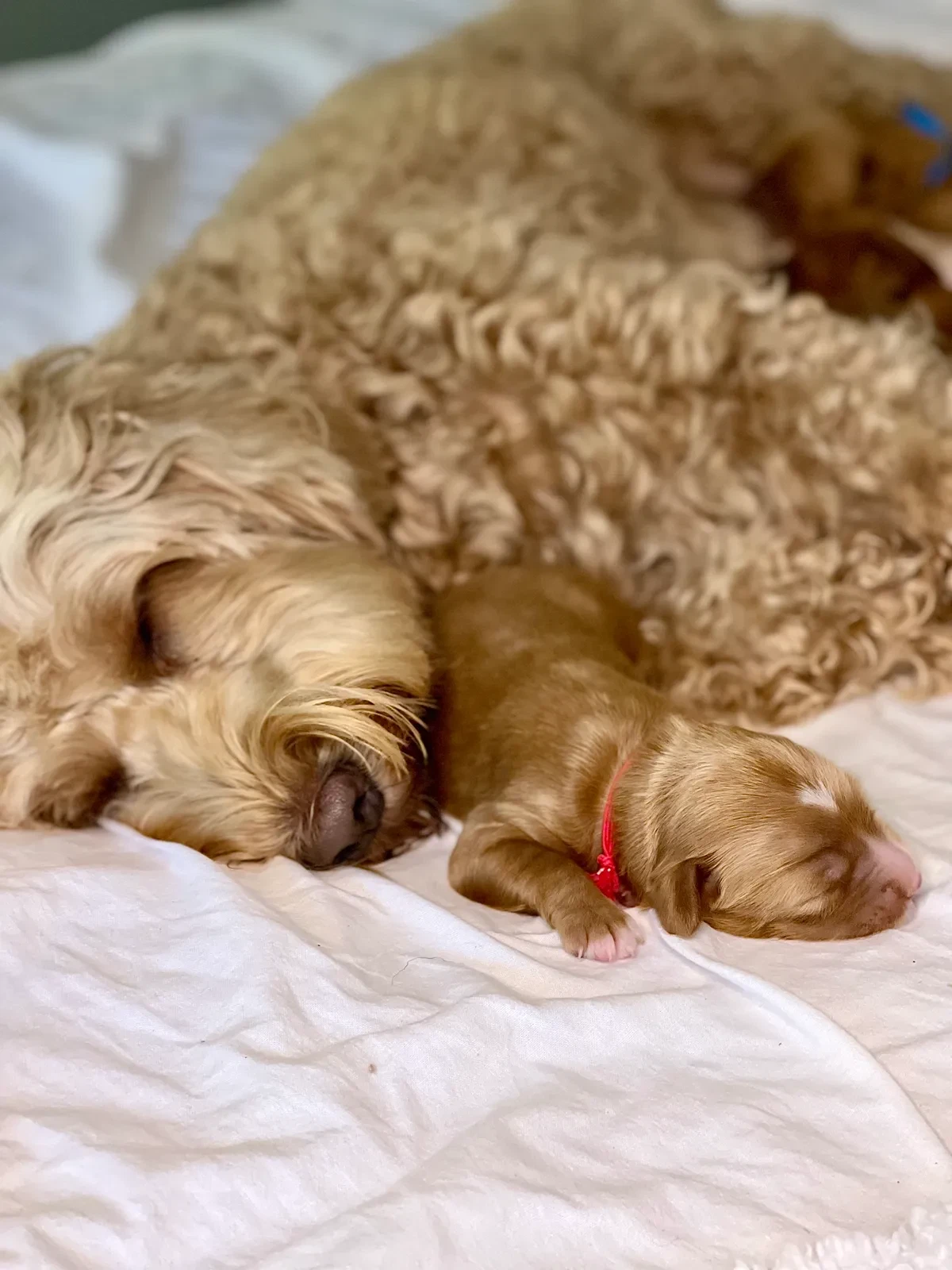 Australian Labradoodle vs Goldendoodle: Hvilken hund passer dig?