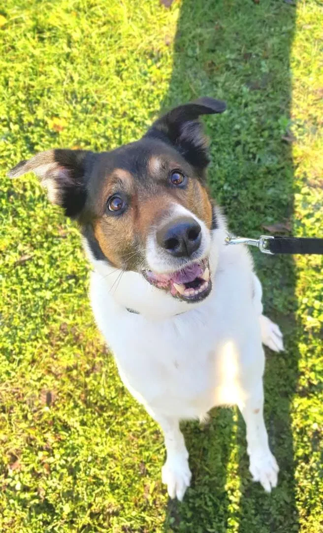 Zdrowie Border Collie: Typowe choroby i profilaktyka [2026]
