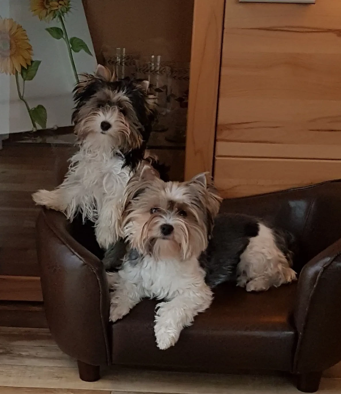Yorkshire Terrier sundhed: Sygdomme & forebyggelse [2026]