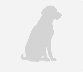Von der Drachenhöhle – Rottweiler Züchter, Baden-Württemberg