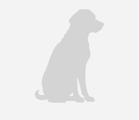 Border Collies von den Pavelpaws – Border Collie Züchter, Bayern