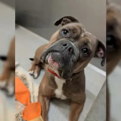 Sunny – Old English Bulldog, Hessen, Im Tierheim Tierheim Gießen