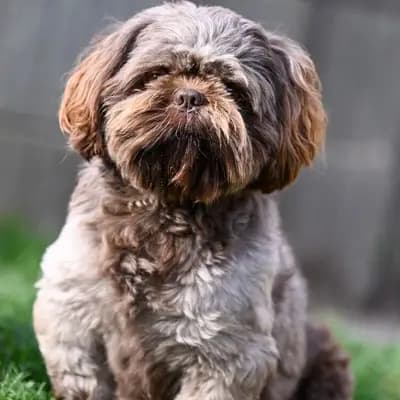 Shih-Tzu Deckrüde Jack – Shih Tzu Welpe, Brandenburg, Raised by Witch's Cauldron Bulldogs Kennel