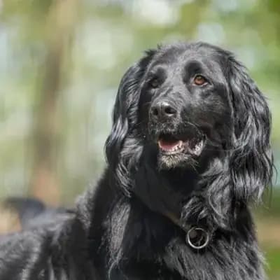 Prinz – Golden Retriever, Brandenburg, Im Tierheim Tierschutzliga Stiftung Tier und Natur - Tierschutzliga-Dorf