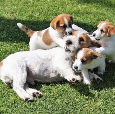 Wilde Hilde – Jack Russell Terrier Welpe, Schleswig-Holstein, Opdrættet af Jack Russell Terrier von der Bramau