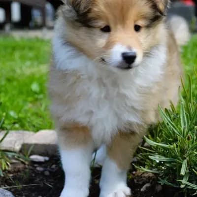Luxiole Angel By Your Side – Shetland Sheepdog Welpe, Baden-Württemberg, Wychowany przez Luxiole