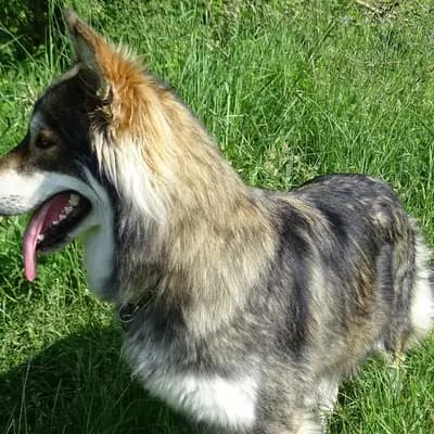 Golden Mountain Jolly – Alaskan Malamute Welpe, Niederösterreich, Aufgezogen von Yukon Alaska Malamutes