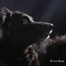 Live Wire’s cover
