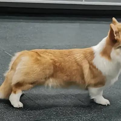 G-Wurf – Pembroke Welsh Corgi Wurf, Mecklenburg-Vorpommern, Raised by Little Kings & Queens