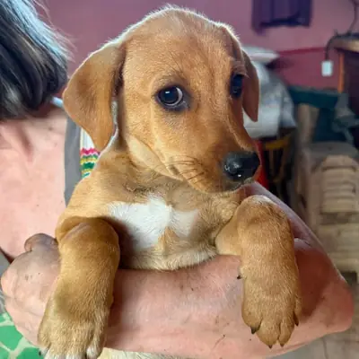 Loki – Mischling, At shelter Animal Souls e.V.