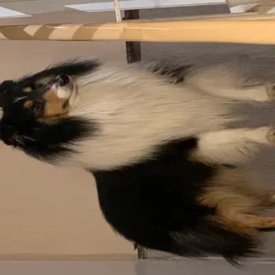Collies of Cairnwell