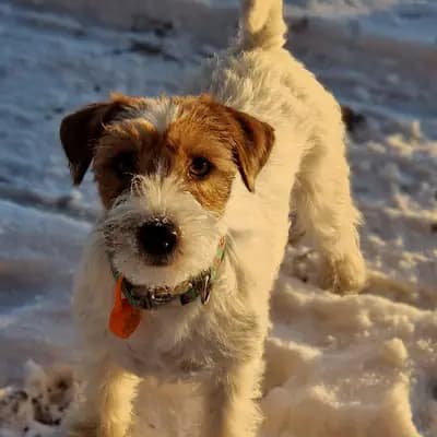 L-Wurf anstatt X – Jack Russell Terrier Wurf, Schleswig-Holstein, Opdrættet af Jack Russell Terrier von der Bramau