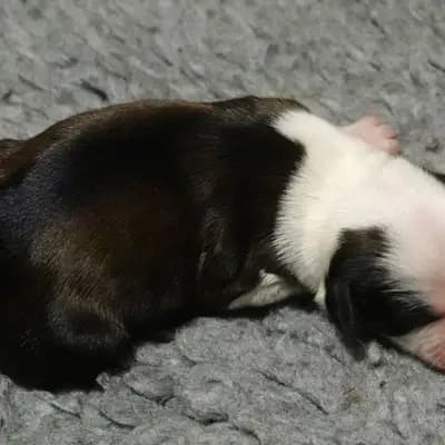 Klaus – Tibet Terrier Welpe, Niedersachsen, Yetiştirildi von Rmi.lam Khyi
