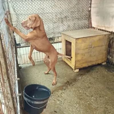 Levin – Magyar Vizsla, Bayern, Im Tierheim Ein Herz für Streuner