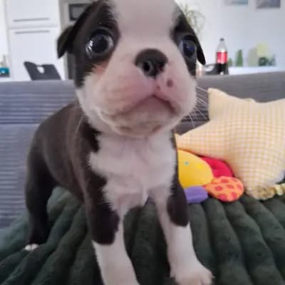 Anni – Boston Terrier Welpe, Nordrhein-Westfalen, Raised by Von den Manchester Hexen