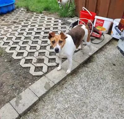 Parson Jack Russell Welpen von Stupsi & Daisy – Jack Russell Terrier Wurf, Bayern, Opdrættet af Berger Ranch