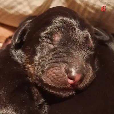 Daisy – Hovawart Welpe, Saxony-Anhalt, Allevato da Hovawart von Alaris