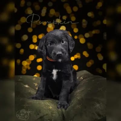 Pumpkin – Labradoodle (Labrador x Pudel) Welpe, Niedersachsen, Aufgezogen von ChocoDoodle