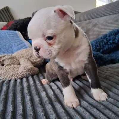 Ash – Boston Terrier Welpe, Nordrhein-Westfalen, Raised by Von den Manchester Hexen