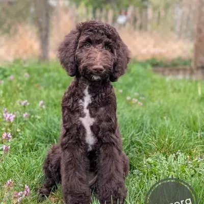 Aqua - braune Großpudel / Königspudel Hündinnen mit Papieren – Großpudel (Königspudel) Welpe, Niedersachsen, Allevato da ChocoDoodle
