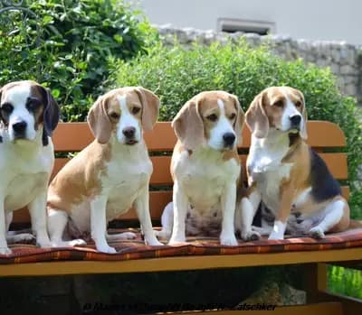 Master of Dumphill Beagle Kennel
