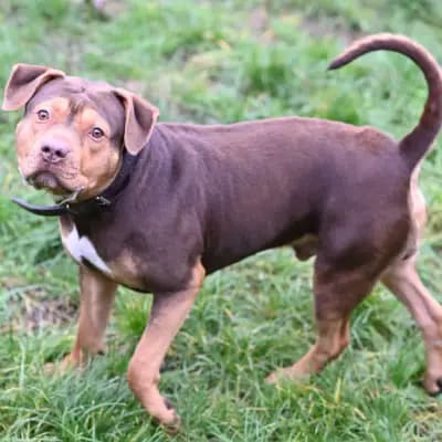 Puma – Old English Bulldog, Berlin, Im Tierheim Tierheim Berlin