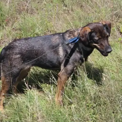 Maya – Mischling, Baden-Württemberg, In het asiel Animal Souls e.V.