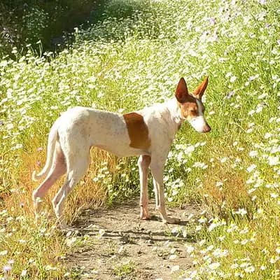 Podenco Canario – Hunderasse